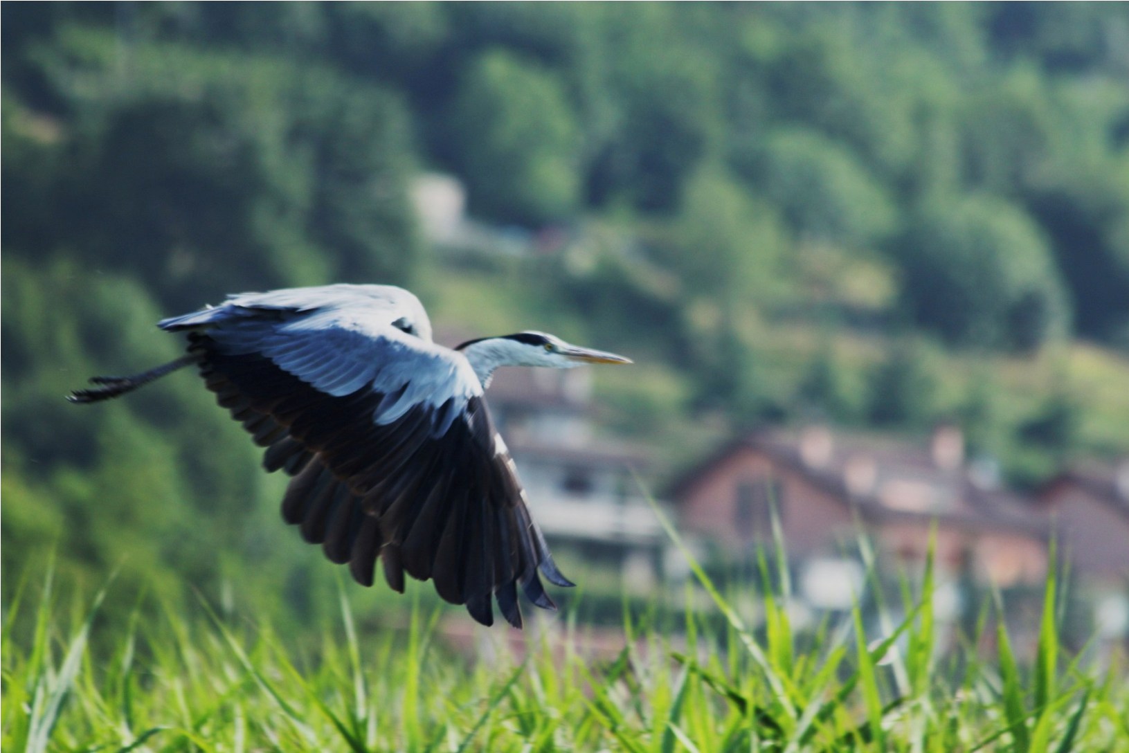 Airone cenerino